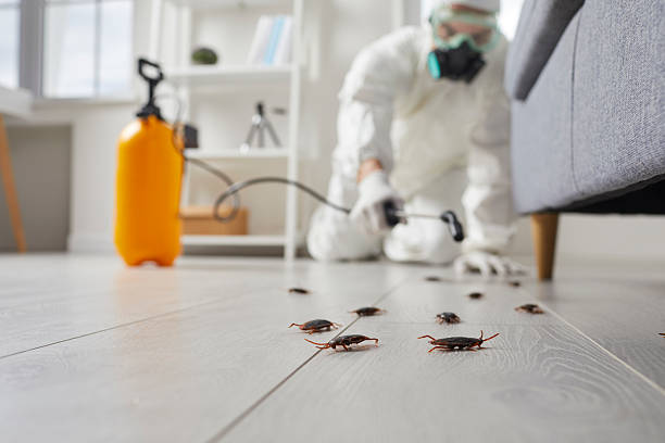 Trusted Termite Control service in On Top of the World Designated Place, FL - Nex Pest Control